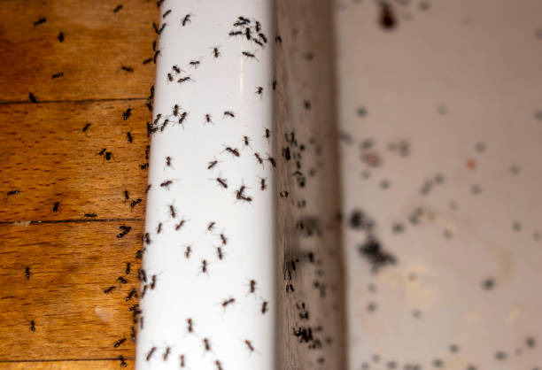 Best Mosquito Control Services  in South Jacksonvle, IL